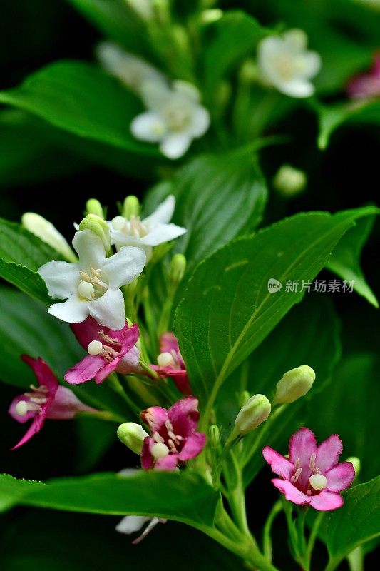 Weigela coraeensis花